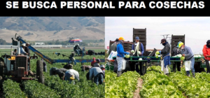PERSONAL PARA COSECHAS