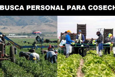 PERSONAL PARA COSECHAS